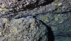 Conger eel in a cave at Dwejra